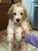 Blue Boy, a male Goldendoodle for sale in Colt, AR – 2 of 9