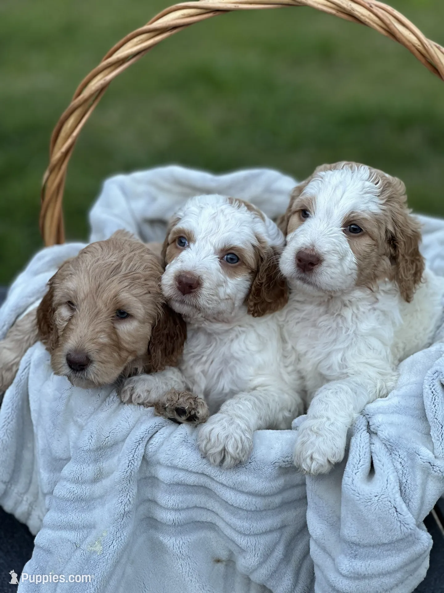 Magenta, a female Goldendoodle for sale in Colt, AR – 4 of 6