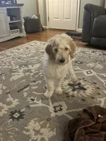 LB, a male Goldendoodle and Poodle - Standard  for sale in Colt, AR – 3 of 10
