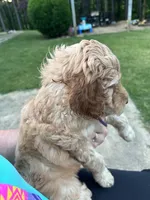 Honey, a female Goldendoodle and Poodle - Standard  for sale in Colt, AR – 4 of 8