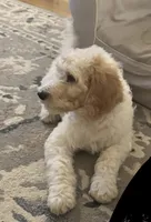 LB, a male Goldendoodle and Poodle - Standard  for sale in Colt, AR – 5 of 10
