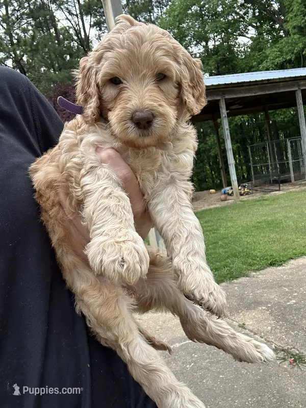 Honey – Goldendoodle, Poodle - Standard  puppy for sale in Colt, AR