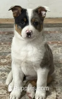 Summer – Australian Cattle Dog, Pembroke Welsh Corgi puppy for sale in Springfield, VT