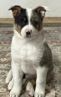 Summer, a female Australian Cattle Dog and Pembroke Welsh Corgi for sale in Springfield, VT – 1 of 2