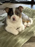 Summer, a female Australian Cattle Dog and Pembroke Welsh Corgi for sale in Springfield, VT – 2 of 2