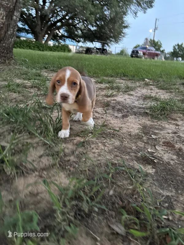 Loretta’s yellow collar male – Beagle puppy for sale in Dime Box, TX