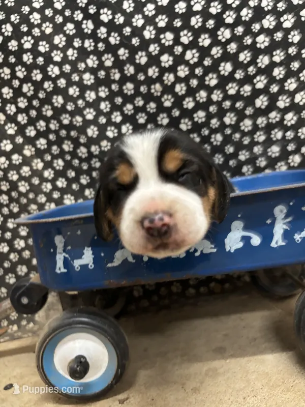 River’s male – Beagle puppy for sale in Dime Box, TX