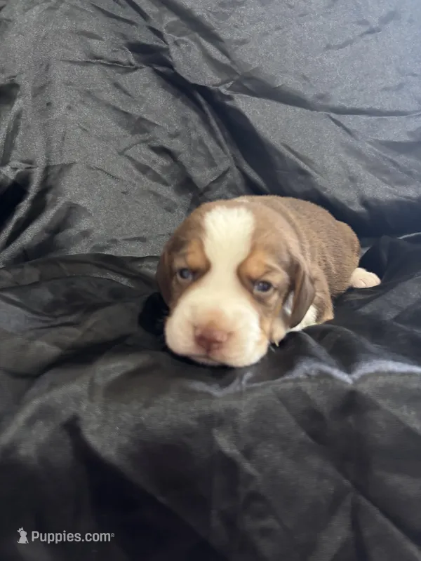 Dixie’s red male black collar  – Beagle puppy for sale in Dime Box, TX