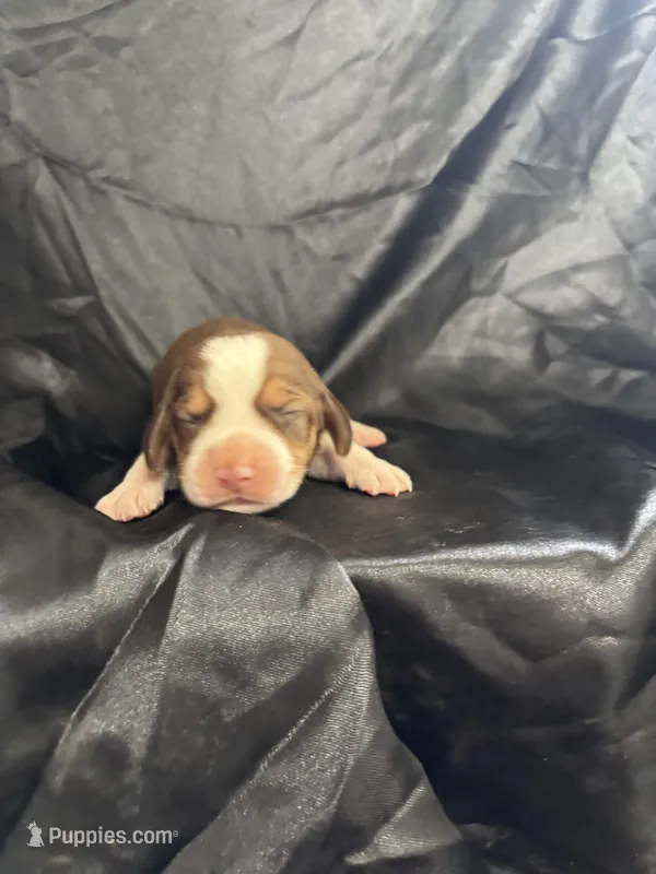 Dixie’s red male black collar  – Beagle puppy for sale in Dime Box, TX