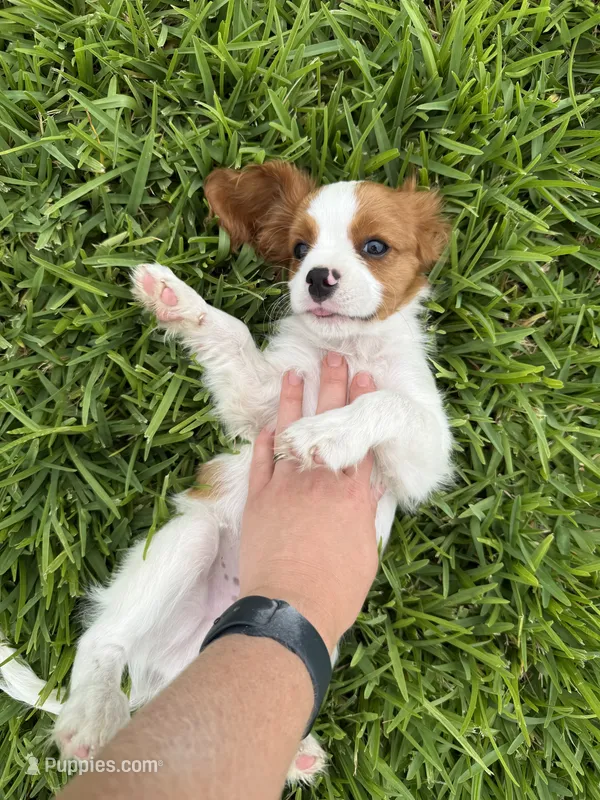 AKC Champ 1 – Cavalier King Charles Spaniel puppy for sale in Dime Box, TX