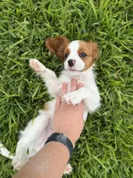 AKC Champ 1, a male Cavalier King Charles Spaniel for sale in Dime Box, TX – 5 of 6
