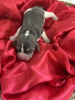 Dixie’s blue male, a male Beagle for sale in Dime Box, TX – 2 of 2