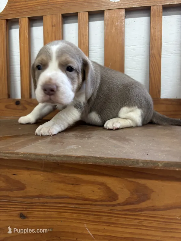 Blue male beagle #2 – Beagle puppy for sale in Dime Box, TX