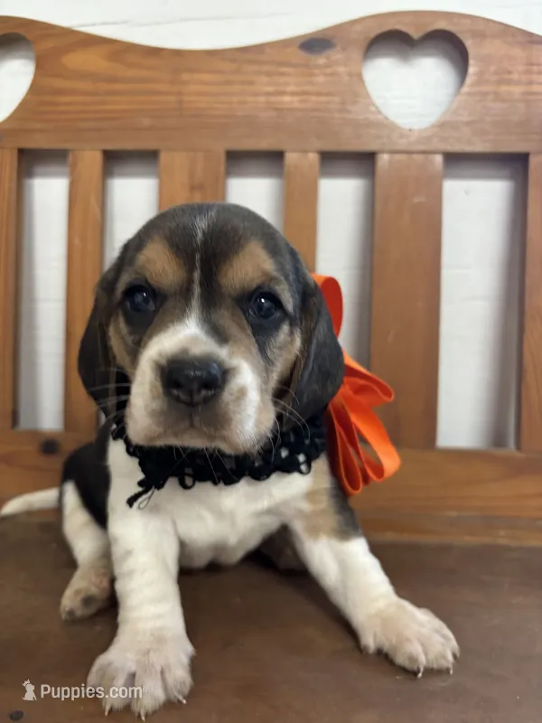 Shasta’s orange collar female  – Beagle puppy for sale in Dime Box, TX