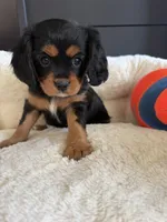 AKC Girl 1, a female Cavalier King Charles Spaniel for sale in Dime Box, TX – 2 of 6