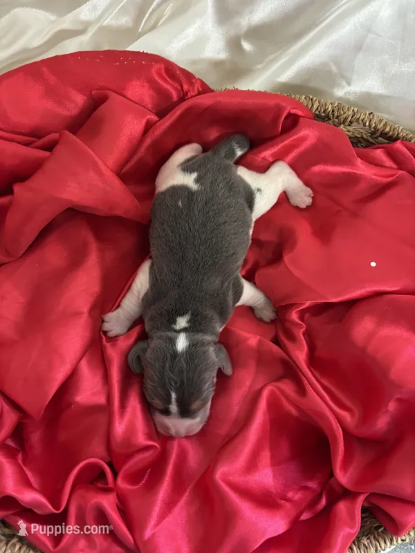 Dixie’s blue male – Beagle puppy for sale in Dime Box, TX