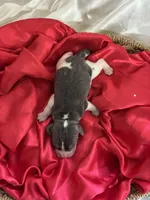 Dixie’s blue male, a male Beagle for sale in Dime Box, TX – 1 of 2