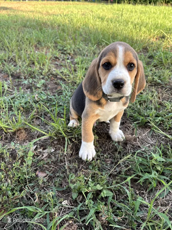 Tricolor male – Beagle puppy for sale in Dime Box, TX