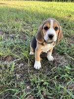 Tricolor male, a male Beagle for sale in Dime Box, TX – 1 of 1