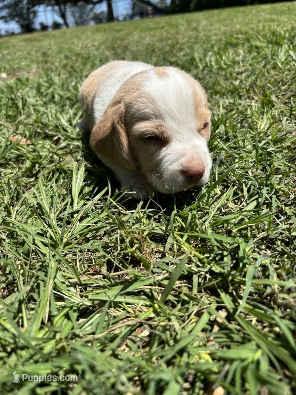 Dixie’s lemon male in grass, a male Beagle for sale in Dime Box, TX – 1 of 2