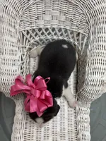 River’s pink bow female , a female Beagle for sale in Dime Box, TX – 2 of 2