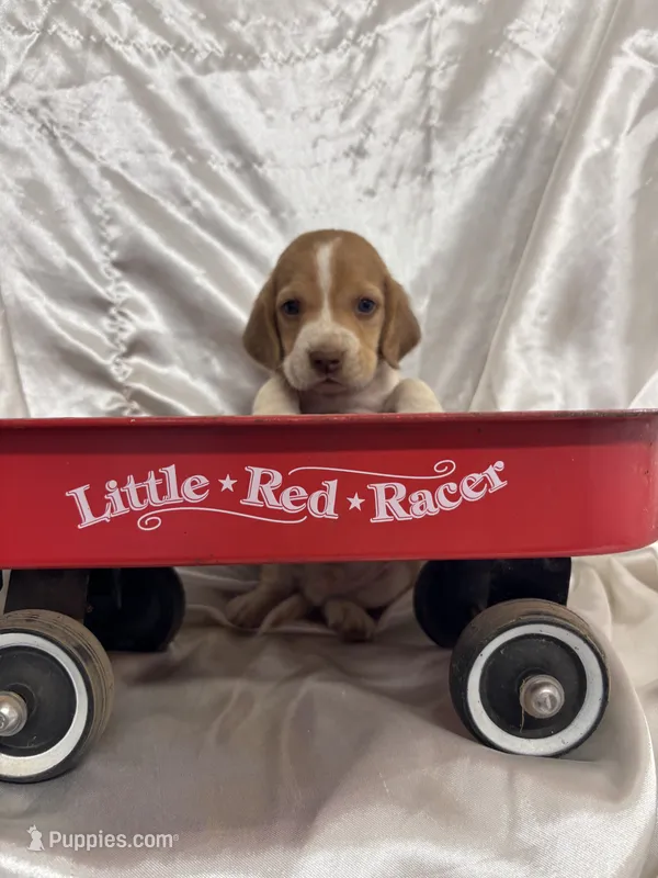 Loretta’s red male in red wagon  – Beagle puppy for sale in Dime Box, TX