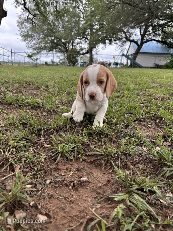 Dixie’s lemon male in grass – Beagle puppy for sale in Dime Box, TX