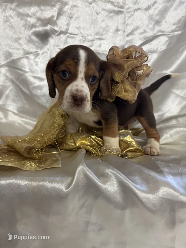 Dixie’s gold collar female  – Beagle puppy for sale in Dime Box, TX