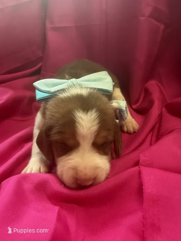 Ella’s Female 3 – Beagle puppy for sale in Dime Box, TX