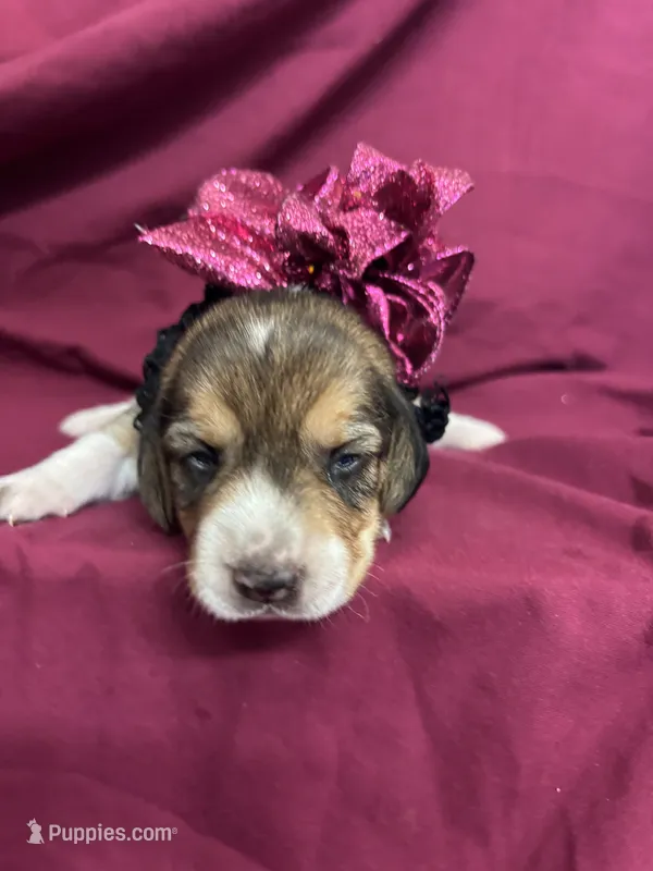 Loretta’s Maroon collar female  – Beagle puppy for sale in Dime Box, TX