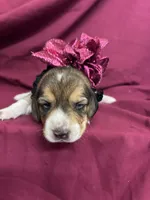 Loretta’s Maroon collar female , a female Beagle for sale in Dime Box, TX – 1 of 2