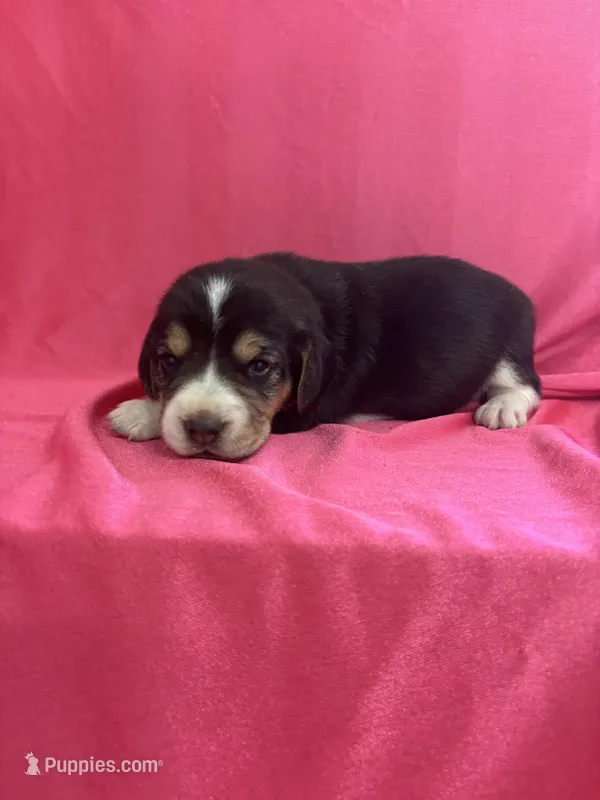 Shasta’s pink collar female 