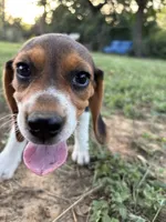 Maci’s tricolor female , a female Beagle for sale in Dime Box, TX – 3 of 4