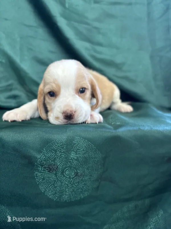 Dixie’s green collar lemon male – Beagle puppy for sale in Dime Box, TX