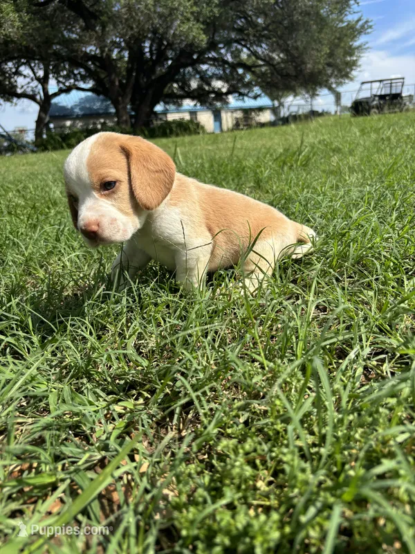 Dixie’s lemon male in grass – Beagle puppy for sale in Dime Box, TX