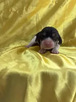 Maci’s yellow collar female , a female Beagle for sale in Dime Box, TX – Photo 1 of 2