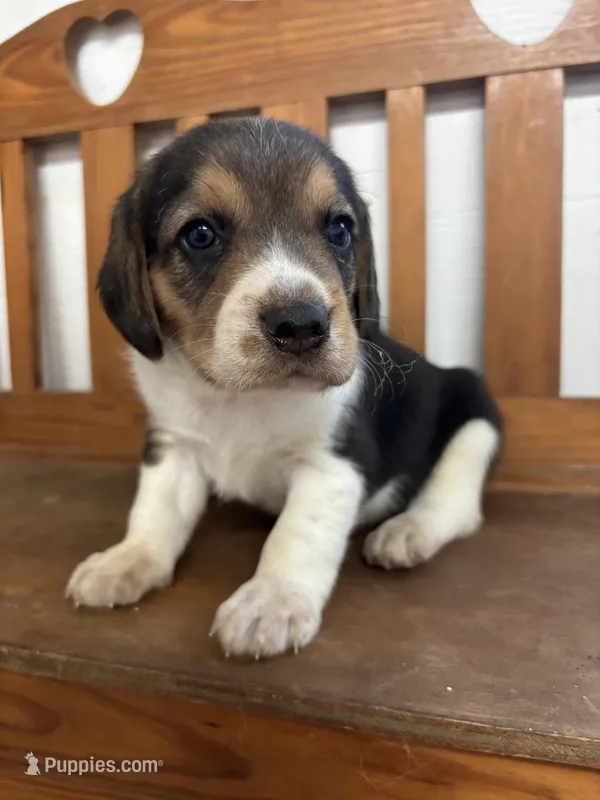 Shasta’s male – Beagle puppy for sale in Dime Box, TX