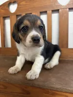 Shasta’s male, a male Beagle for sale in Dime Box, TX – 1 of 2