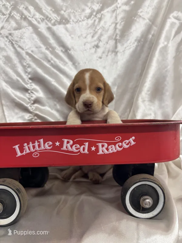 Loretta’s red collar male  – Beagle puppy for sale in Dime Box, TX