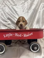 Loretta’s red collar male , a male Beagle for sale in Dime Box, TX – 1 of 2