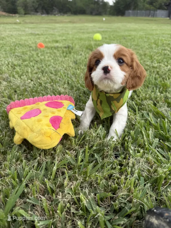AKC Champ 2 – Cavalier King Charles Spaniel puppy for sale in Dime Box, TX