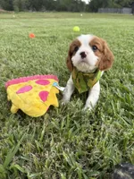 AKC Champ 2, a male Cavalier King Charles Spaniel for sale in Dime Box, TX – 6 of 6