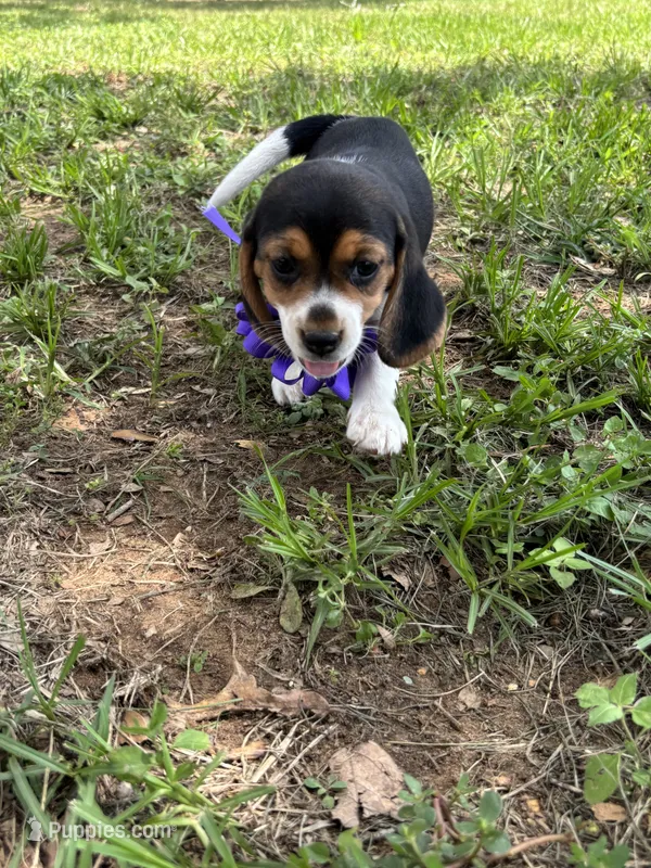 Maci’s purple collar female  – Beagle puppy for sale in Dime Box, TX