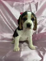 Maci’s pink collar female , a female Beagle for sale in Dime Box, TX – 1 of 2