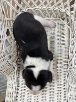 Beagle female , a female Beagle for sale in Dime Box, TX – 2 of 2