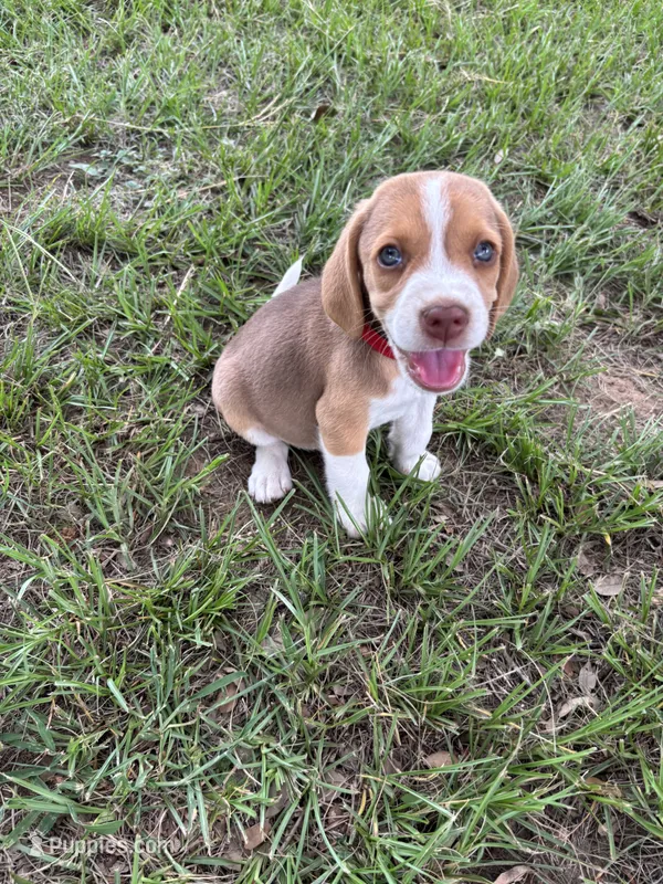 Loretta’s red collar male  – Beagle puppy for sale in Dime Box, TX