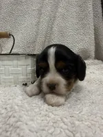 AKC Champ 1, a male Cavalier King Charles Spaniel for sale in Dime Box, TX – 2 of 4