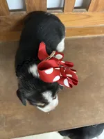 Shasta’s red collar female , a female Beagle for sale in Dime Box, TX – 2 of 2