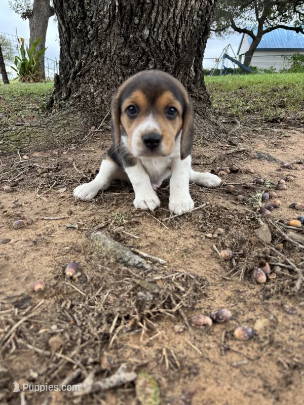 Shasta’s male – Beagle puppy for sale in Dime Box, TX