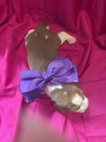 Ella’s Female 2, a female Beagle for sale in Dime Box, TX – 3 of 3